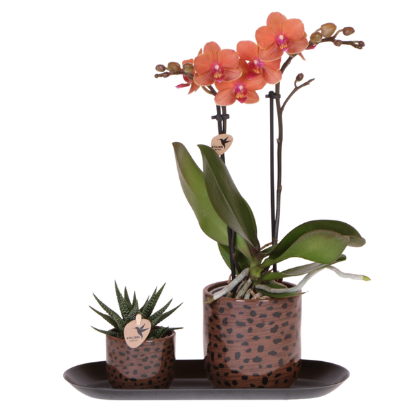 Geschenk-Set „Leopard" – Orchidee ‚Bolzano' mit Grünpflanze