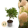 Perückenstrauch ‚Young Lady' – Cotinus coggygria