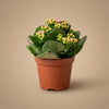 Flammendes Käthchen – Kalanchoe blossfeldiana – Ansicht 2