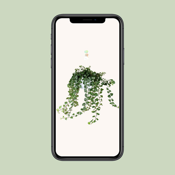Efeu ‚Wonder Green' – Hedera helix – Ansicht 4