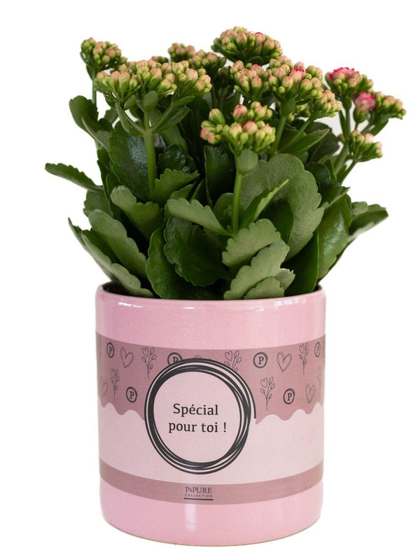 Flammendes Käthchen – Kalanchoe blossfeldiana