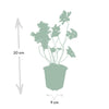 Storchschnabel ‚Rozanne' – Geranium – Ansicht 4