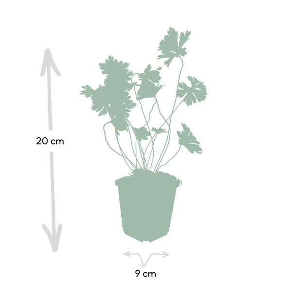 Storchschnabel ‚Rozanne' – Geranium – Ansicht 4