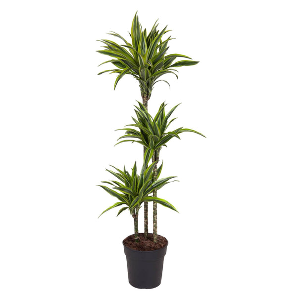 Drachenbaum ‚Lemon Lime' – Dracaena fragrans