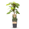 Mini-Kiwi ‚Weiki' – Actinidia arguta – Ansicht 2