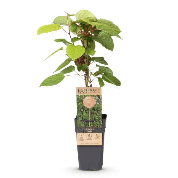 Mini-Kiwi ‚Weiki' – Actinidia arguta – Ansicht 2