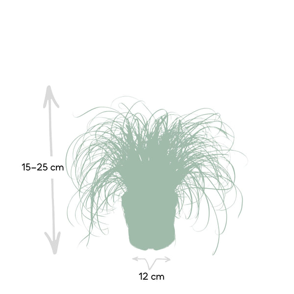 Zypergras – Cyperus alternifolius – Ansicht 3