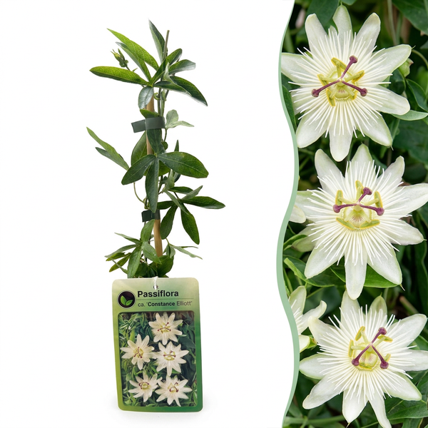 Passionsblume ‚Constance Elliott' – Passiflora caerulea