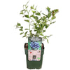 Heidelbeere ‚Reka' – Vaccinium corymbosum – Ø 13 cm · 30 cm