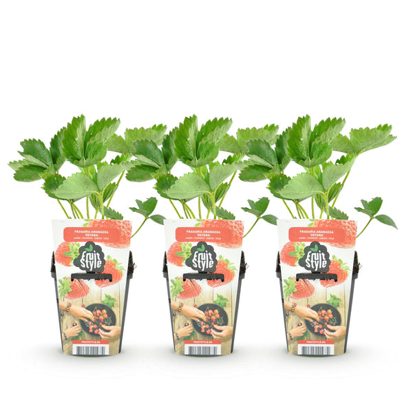 Erdbeere ‚Elsanta' – Fragaria × ananassa – Ansicht 2