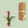 Guzmanie ‚Ostara' – Guzmania – Ansicht 3
