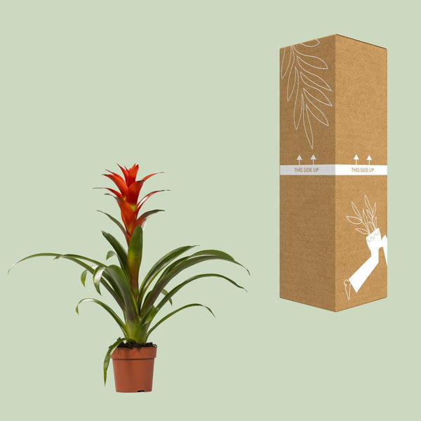 Guzmanie ‚Ostara' – Guzmania – Ansicht 3