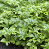 Dickmännchen ‚Green Carpet' – Pachysandra terminalis – Ansicht 4