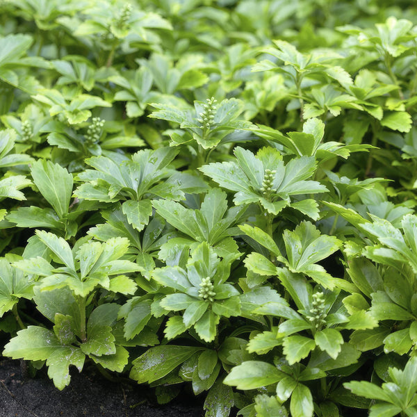 Dickmännchen ‚Green Carpet' – Pachysandra terminalis – Ansicht 4