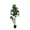 Kunstpflanze Geigenfeige (Ficus lyrata) – verzweigt