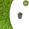 Bärenfell-Schwingel – Festuca gautieri – 6 Stück