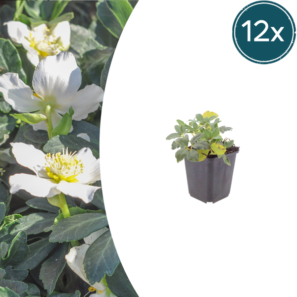 Christrose – Helleborus niger