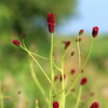 Großer Wiesenknopf ‚Tanna' – Sanguisorba officinalis – Ansicht 8