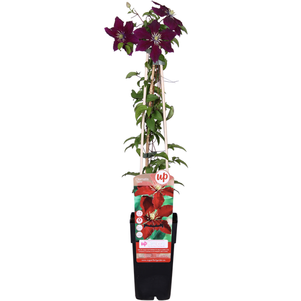 Waldrebe ‚Niobe' – Clematis – 1 Stück
