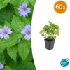 Knotiger Storchschnabel – Geranium nodosum