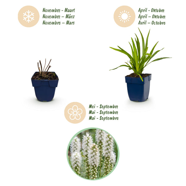 Prachtscharte ‚Alba' – Liatris spicata – Ansicht 4