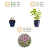 Katzenminze ‚Wild Orchid' – Nepeta sibirica – Ansicht 4