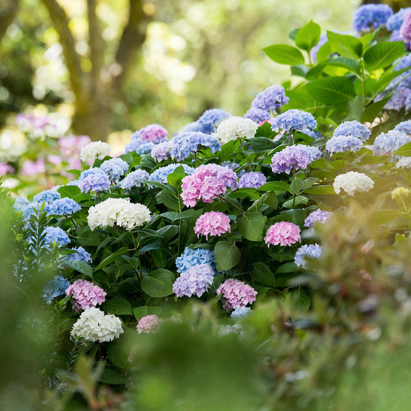Hortensien-Set „Endless Summer" – Blau, Rosa und Weiß – Ansicht 6