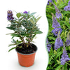 Schmetterlingsstrauch ‚Butterfly Candy Little Lila' – Buddleja davidii – 1 Stück