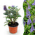 Schmetterlingsstrauch ‚Butterfly Candy Little Lila' – Buddleja davidii – 1 Stück