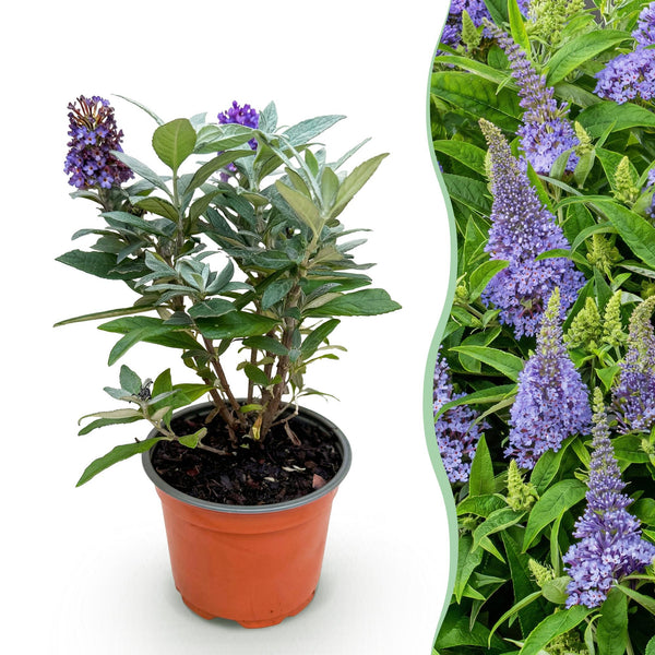 Schmetterlingsstrauch ‚Butterfly Candy Little Lila' – Buddleja davidii – 1 Stück
