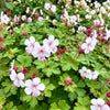 Storchschnabel ‚Spessart' – Geranium macrorrhizum – Ansicht 5
