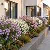 Aster Tricolour – Ansicht 6