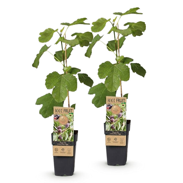 Feige ‚Little Miss Figgy' – Ficus carica – Ansicht 2