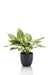 Kunstpflanze - Croton Codiaeum - Wunderstrauch - 38 cm