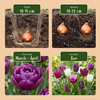 Tulpe ‚Blueberry Mix' – Tulipa – Ansicht 4