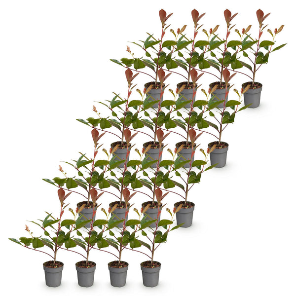Glanzmispel ‚Red Robin' – Photinia × fraseri – Ansicht 2
