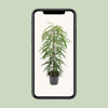 Feige ‚Alii' – Ficus binnendijkii – Ansicht 9