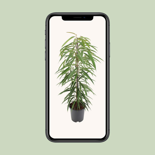 Feige ‚Alii' – Ficus binnendijkii – Ansicht 9