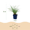 Chinaschilf ‚Red Chief' – Miscanthus sinensis – Ansicht 2