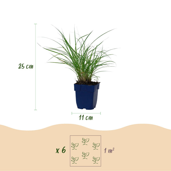 Chinaschilf ‚Red Chief' – Miscanthus sinensis – Ansicht 2