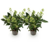 Skimmie ‚Finchy' – Skimmia japonica – Ansicht 2