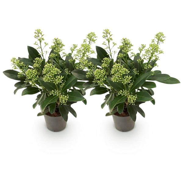 Skimmie ‚Finchy' – Skimmia japonica – Ansicht 2