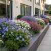 Storchschnabel Tricolour – Geranium – Ansicht 6