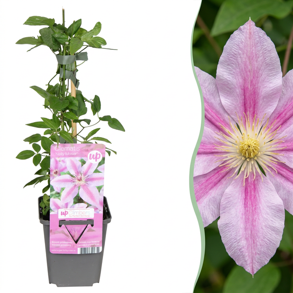 Waldrebe ‚Nelly Moser' – Clematis