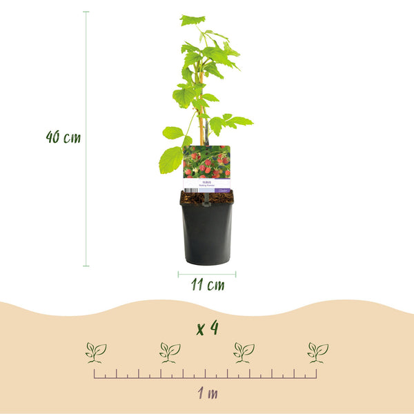 Himbeere ‚Malling Promise' – Rubus idaeus – Ansicht 3