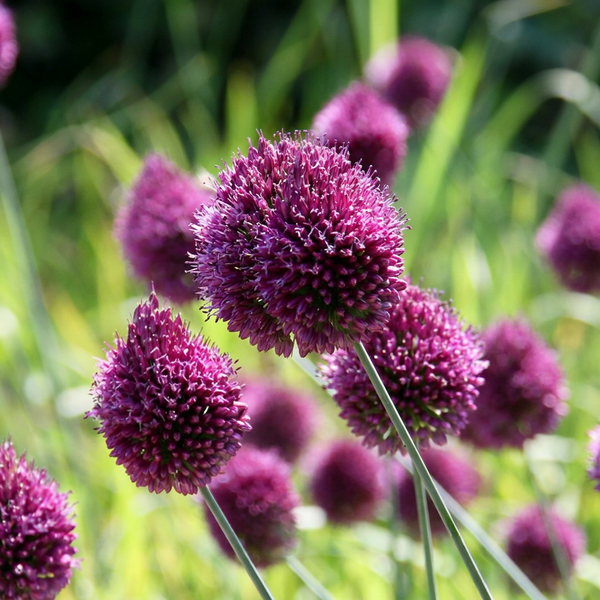 Kugelköpfiger Lauch – Allium sphaerocephalon – 100 Stück