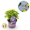 Hortensie ‚Forever & Ever' – Hydrangea macrophylla