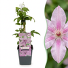 Waldrebe ‚Hagley Hybrid' – Clematis