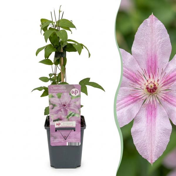 Waldrebe ‚Hagley Hybrid' – Clematis