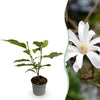 Sternmagnolie – Magnolia stellata – Ø 12 cm · 30 cm, 1 Stück
